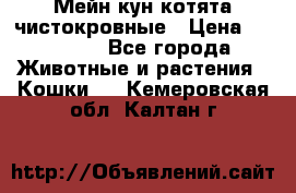 Мейн-кун котята чистокровные › Цена ­ 25 000 - Все города Животные и растения » Кошки   . Кемеровская обл.,Калтан г.